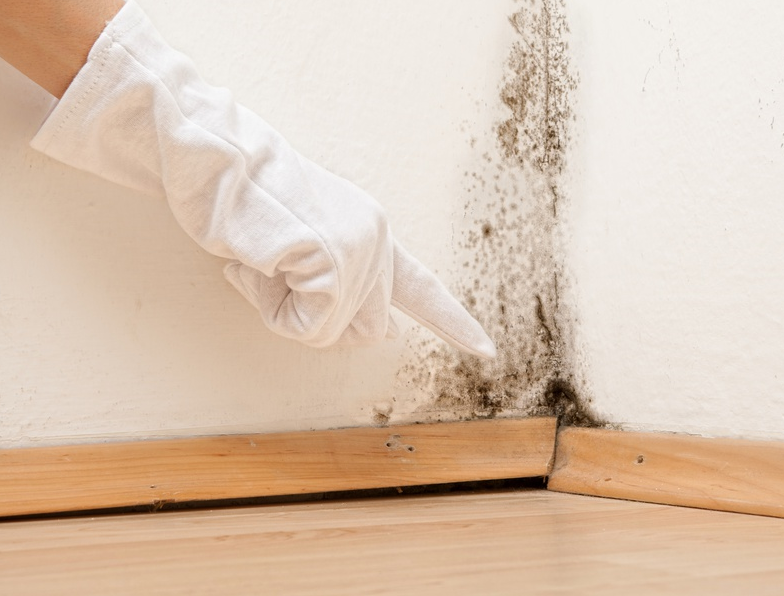 mold inspection and removal